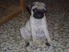 SE VENDE CARLINO - mejor precio | unprecio.es