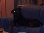vendo cachorro de rotwailer - mejor precio | unprecio.es