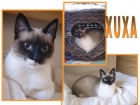 XUXA gata mezcla de siames muy original y con UN CORAZÓN de oro - mejor precio | unprecio.es