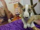 Bull Terrier, perros, cachorros, criadero, venta.  cachorros perros excepcionales, camada con diferentes colores, los  c - mejor precio | unprecio.es
