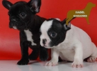 Bulldog frances, cachorros a muy buen precio - mejor precio | unprecio.es
