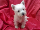 cachorrines de W-E-S-T-Y-    BLANQUITOS!!! **2MESECINES** - mejor precio | unprecio.es