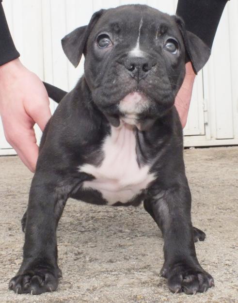 CACHORROS DE AMERICAN BULLY