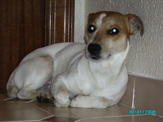 HOLA SOY UN JACK RUSSELL TERRIER QUE BUSCA NOVIA