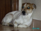 HOLA SOY UN JACK RUSSELL TERRIER QUE BUSCA NOVIA - mejor precio | unprecio.es