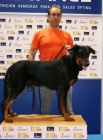 Impresionante Camada de Pastor de Beauce ( beauceron ) - mejor precio | unprecio.es