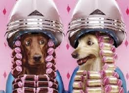 Peluqueria canina !!!!       OFERTON !!!