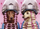 Peluqueria canina !!!!       OFERTON !!! - mejor precio | unprecio.es