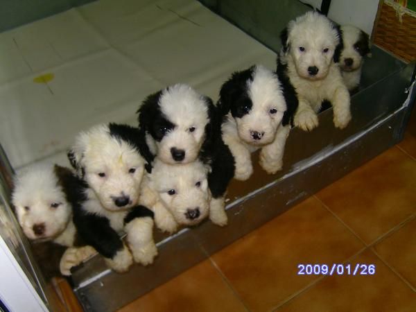Preciosa camada de bobtail