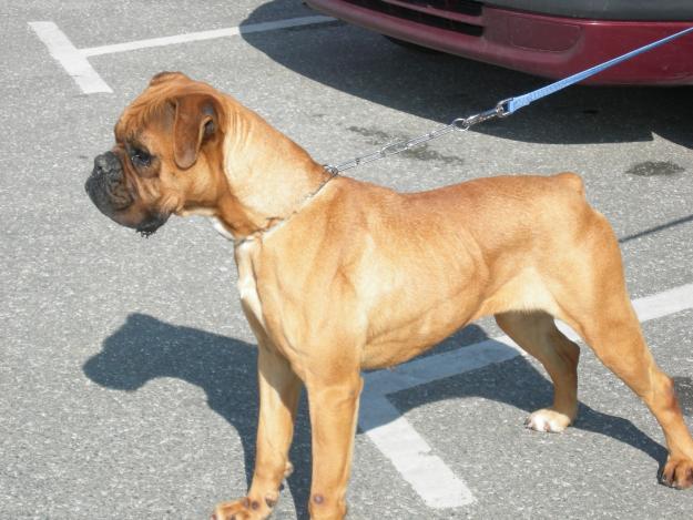 PRECIOSAS BOXER.