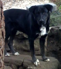 regalo perro parecido labrador cuidar defender finca parcela jardín casa Madrid Avila - mejor precio | unprecio.es
