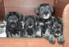 SCHNAUZERS MINIATURA SAL Y PIMIENTA - mejor precio | unprecio.es