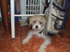 se regala perrita de 2 añitos - mejor precio | unprecio.es