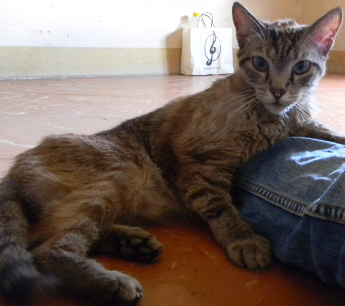 Cerler gato muy cariñoso pero muy triste porque lo abandonaron.