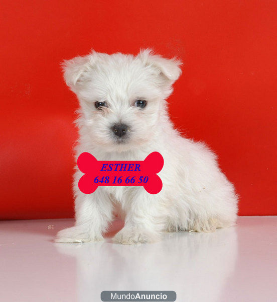 Bichon maltes, son unos cachorros increíbles