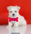 Bichon maltes, son unos cachorros increíbles - mejor precio | unprecio.es