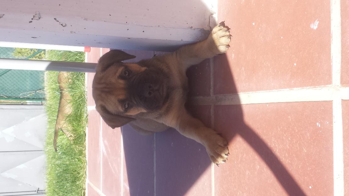 cachorros Bullmastiff