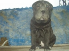 Shar Pei de Zococan en Murcia - mejor precio | unprecio.es