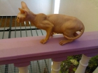 SPHYNX o ESFINGE(gatos sin pelo) - mejor precio | unprecio.es