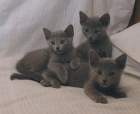 3 gatitos azul ruso - mejor precio | unprecio.es