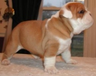 adorable Inglés bulldog cachorros - mejor precio | unprecio.es