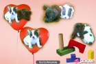 bulldog frances - mejor precio | unprecio.es