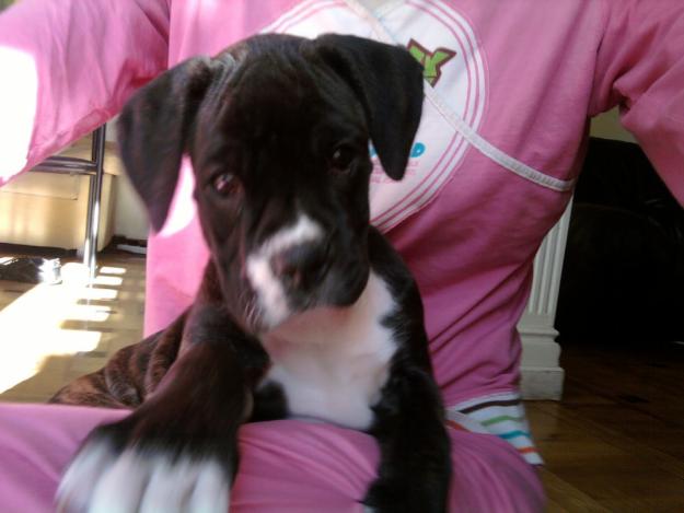 CACHORRITOS DE BOXER!!!!