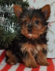 Cachorritos toy de Yorkshire terrier200eur - mejor precio | unprecio.es