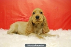 CACHORROS COCKER DORADOS BARCELONA - mejor precio | unprecio.es