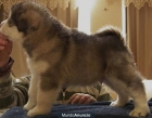 Cachorros de Alaskan Malamute - mejor precio | unprecio.es