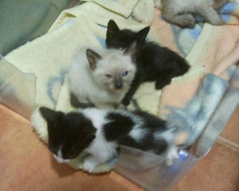 Camada de 5 gatitos en adopción castello