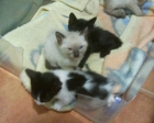 Camada de 5 gatitos en adopción castello - mejor precio | unprecio.es