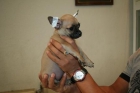 Chihuahua con pedigree, pequeñisimos, en Madrid, excelente precio - mejor precio | unprecio.es