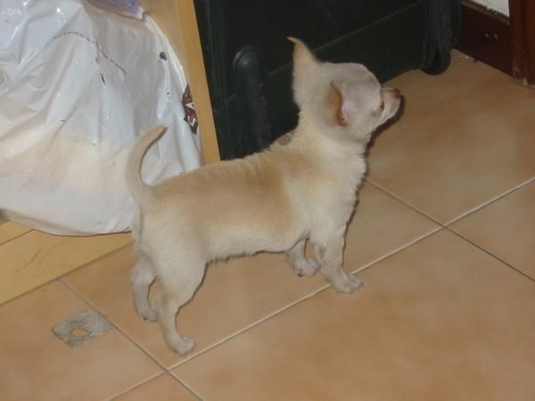Chihuahua macho,tamaño pequeño,nto.16.10.09,pedigree.