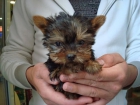EL RINCON DEL CACHORRO YORKSHIRE TOY Y MINITOY - mejor precio | unprecio.es