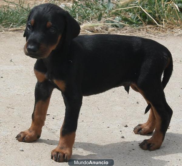 Excelente cachorro de doberman 200€