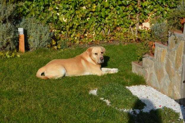 Perro labrador busca novia labradora