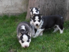 Preciosos cachorros de husky con ojos azules disponibles - mejor precio | unprecio.es