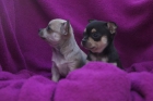 preciosos chihuahuas disponibles - mejor precio | unprecio.es