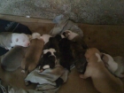 vendo cachorros pitbull - mejor precio | unprecio.es