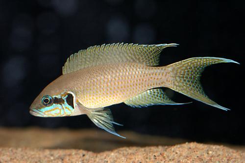 Vendo Neolamprolongus Brichardi