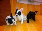 ***400€ *** bulldog frances - preciosa camada de tres machos (dos vaquitas y uno atigrado) - mejor precio | unprecio.es