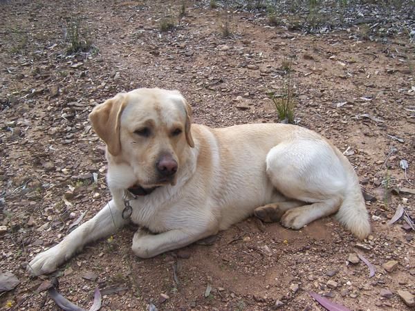 busco novia , labrador de 3 años