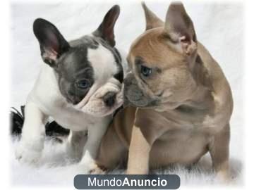 Cachorro de bulldog frances