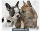 Cachorro de bulldog frances - mejor precio | unprecio.es