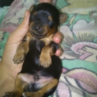 cachorros de Yorkshire Terrier - mejor precio | unprecio.es