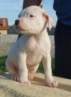 Cachorros Dogo Argentino - Del Druida Blanco - mejor precio | unprecio.es