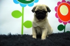Excelentes cachorritos de carlino, observa las fotos, tambien podemos enviartelo - mejor precio | unprecio.es