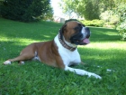 Macho boxer se ofrece para monta en Valladolid - mejor precio | unprecio.es