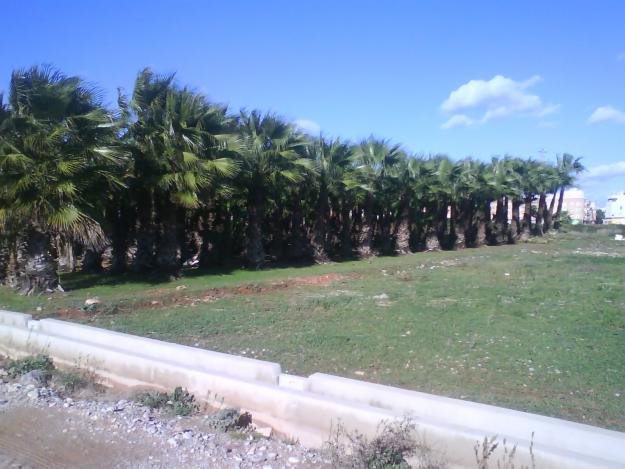 Palmera washingtonia ¡¡ OFERTON ¡¡